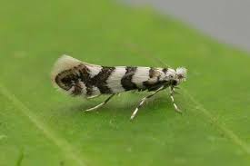 Attēlu rezultāti vaicājumam “Phyllonorycter platanoidella”