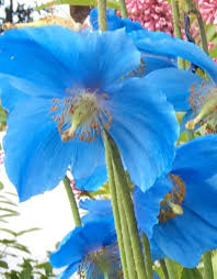 Image result for Meconopsis betonicifolia