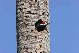 Attēlu rezultāti vaicājumam “Dryocopus martius nest”