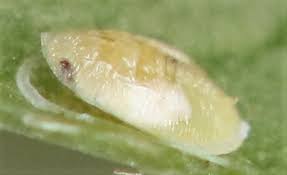 Attēlu rezultāti vaicājumam “Aleurochiton aceris”