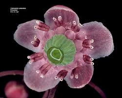 Attēlu rezultāti vaicājumam “Ericaceae”