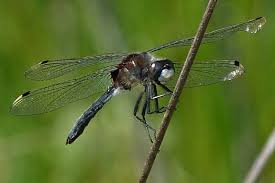 Attēlu rezultāti vaicājumam “Leucorrhinia pectoralis”