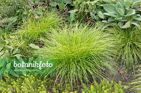 Attēlu rezultāti vaicājumam “Carex remota fruit”