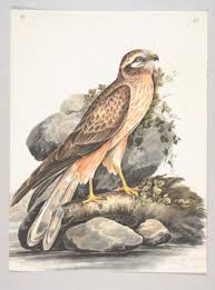 Attēlu rezultāti vaicājumam “Circus pygargus”