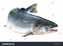 Image result for Salmo salar