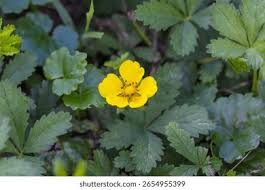 Attēlu rezultāti vaicājumam “Potentilla reptans flower”