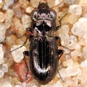 Attēlu rezultāti vaicājumam “Notiophilus germinyi”