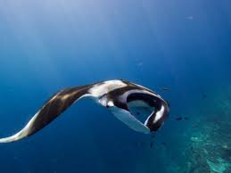 Image result for Mobula birostris