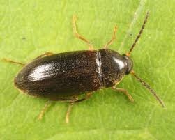 Attēlu rezultāti vaicājumam “Alleculidae”