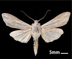 Attēlu rezultāti vaicājumam “Cucullia umbratica”