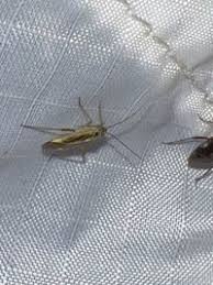 Attēlu rezultāti vaicājumam “Stenotus binotatus male”