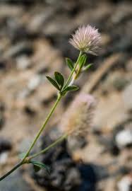 Attēlu rezultāti vaicājumam “Trifolium arvense fruit”