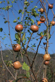 Attēlu rezultāti vaicājumam “Hordelymus europaeus fruit”