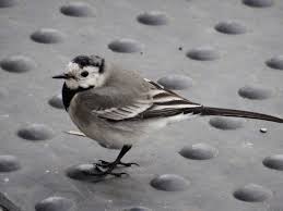 Image result for Motacilla alba