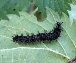 Attēlu rezultāti vaicājumam “Araschnia levana larva”