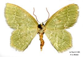 Attēlu rezultāti vaicājumam “Jodis putata”