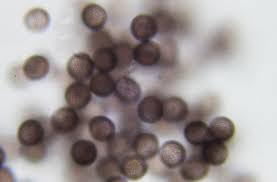 Attēlu rezultāti vaicājumam “Physarum rubiginosum plasmodium”