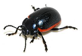 Attēlu rezultāti vaicājumam “Chrysolina sanguinolenta”