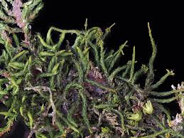 Attēlu rezultāti vaicājumam “Pseudoleskeella nervosa”