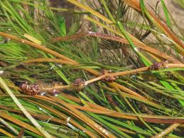 Attēlu rezultāti vaicājumam “Stuckenia filiformis flower”