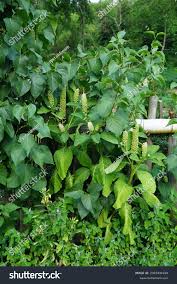 Attēlu rezultāti vaicājumam “Phytolacca acinosa flower”