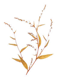 Attēlu rezultāti vaicājumam “Persicaria hydropiper”