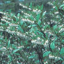 Attēlu rezultāti vaicājumam “Chamaedaphne calyculata leaf”