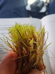 Attēlu rezultāti vaicājumam “Straminergon stramineum”