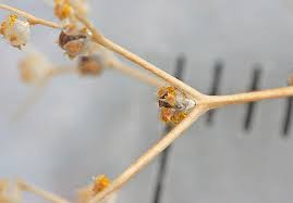 Attēlu rezultāti vaicājumam “Geocalyx graveolens”