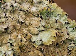 Attēlu rezultāti vaicājumam “Parmelia serrana”