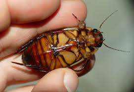 Attēlu rezultāti vaicājumam “Dytiscus dimidiatus”