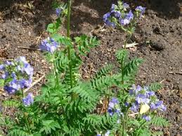 Attēlu rezultāti vaicājumam “Polemonium caeruleum leaf”