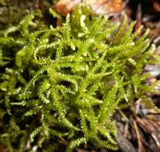 Attēlu rezultāti vaicājumam “Eurhynchium striatum”