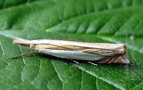 Attēlu rezultāti vaicājumam “Crambus heringiellus”