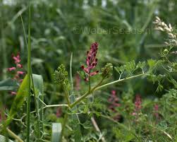 Attēlu rezultāti vaicājumam “Fumaria officinalis leaf”