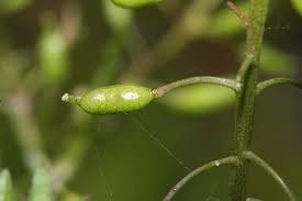 Attēlu rezultāti vaicājumam “Rorippa palustris fruit”