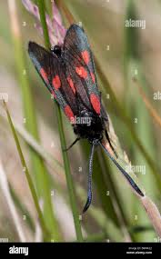 Attēlu rezultāti vaicājumam “Zygaena viciae”