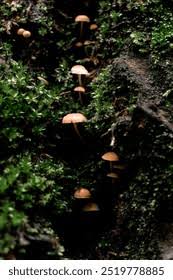 Attēlu rezultāti vaicājumam “Amaurochaete atra young”