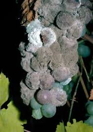 Attēlu rezultāti vaicājumam “Trichia botrytis var. cerifera spores”