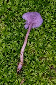 Attēlu rezultāti vaicājumam “Laccaria amethystina”