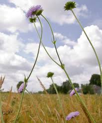 Image result for Knautia arvensis