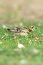 Attēlu rezultāti vaicājumam “Anthus trivialis adult”