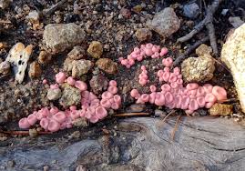 Attēlu rezultāti vaicājumam “Lycogala epidendrum aggr. plasmodium”