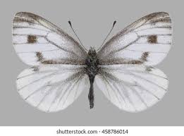 Attēlu rezultāti vaicājumam “Pieris napi female”