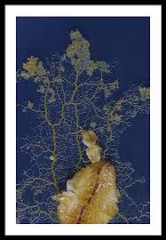 Attēlu rezultāti vaicājumam “Physarum bivalve spores”