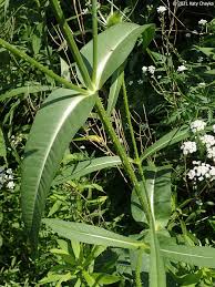 Attēlu rezultāti vaicājumam “Dipsacus fullonum flower”