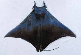 Image result for Mobula thurstoni