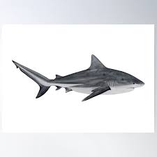 Image result for Carcharhinus leucas