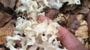 Attēlu rezultāti vaicājumam “Sparassis crispa”