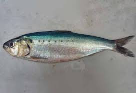 Image result for Alosa sapidissima